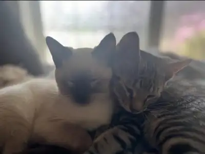 Lost Kitten, View more