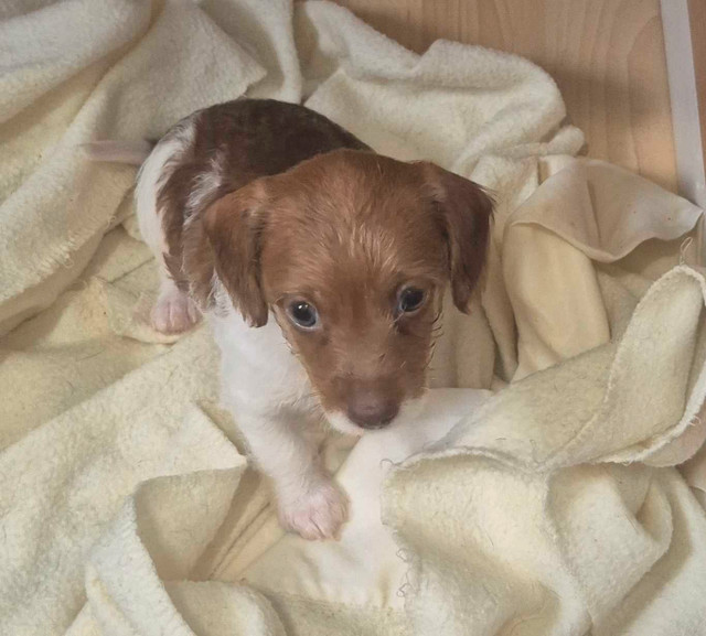 superbe petit teckel a poil long. Deux femelles et 1 mâles dans Chiens et chiots à adopter  à Laurentides - Image 3