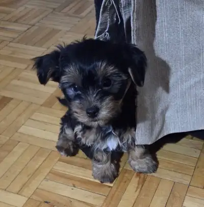 Yorkie Biewer female pups 1200, View more