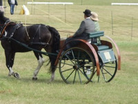 Carriages for sale