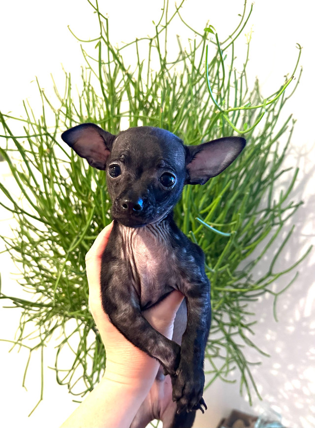 ❤️ Rare Merle Lavender Head Small Chihuahua Boy\Purebred ❤️ in Dogs & Puppies for Rehoming in North Shore - Image 2