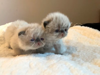 CFA Registered Exotic Longhair Kittens
