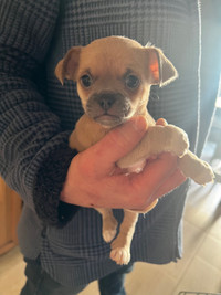 Chihuahua pups for sale 