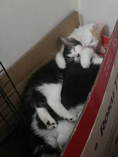 chaton bebe, View more