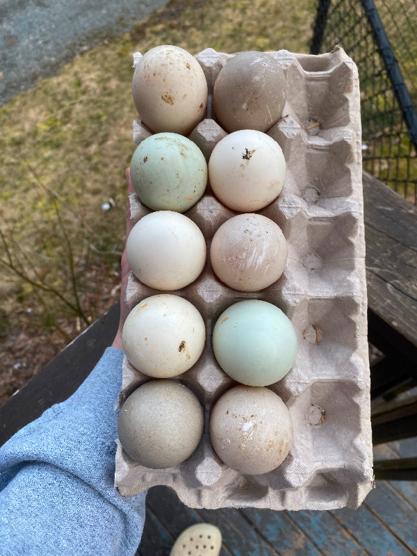 Mixed duck flock hatching eggs (Cayuga, Pekin, Runner mix eggs) in Livestock in Bedford
