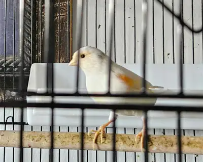 canary female 10 months, View more