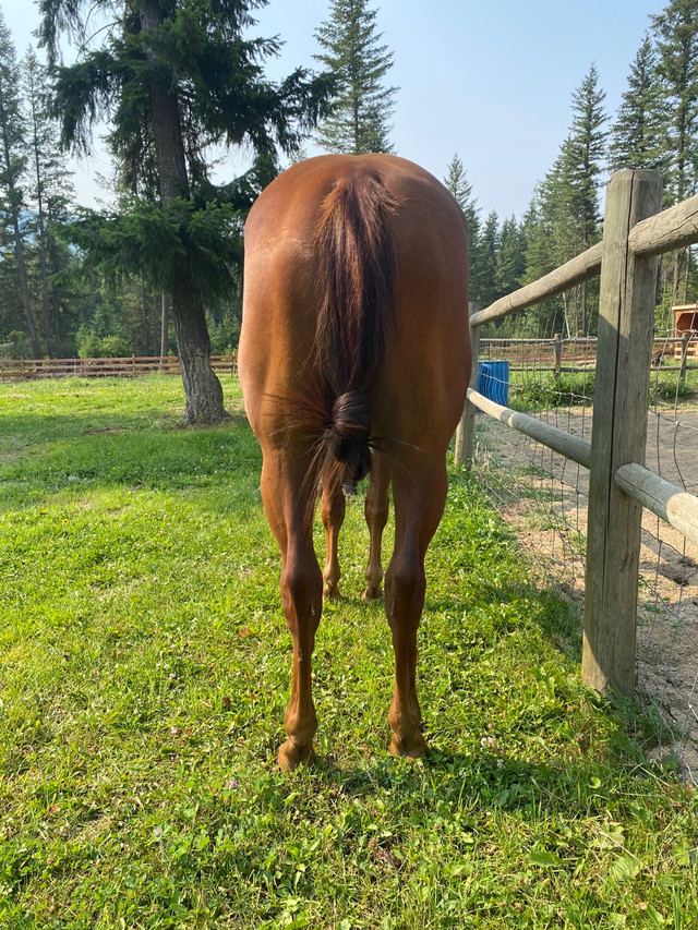 2021 Reining bred AQHA in Horses & Ponies for Rehoming in Kamloops - Image 4