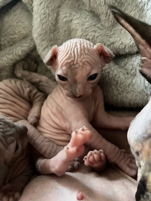 sphynx kittens in Cats & Kittens for Rehoming in Vernon - Image 5