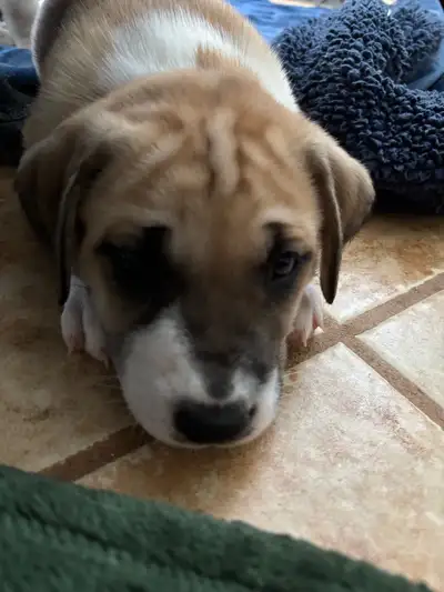 Great Dane/Great Pyranees Puppies for sale, View more