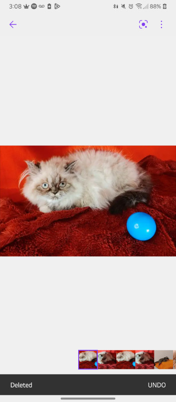 Selena Top Quality Himalayan kitten! Inclusions, health guarante in Cats & Kittens for Rehoming in Barrie - Image 2
