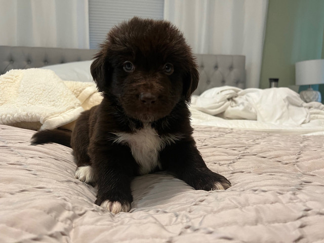  Newfoundland puppies in Dogs & Puppies for Rehoming in Belleville - Image 2