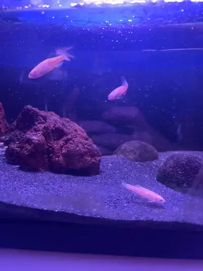 Poissons à donner GRATUIT, View more