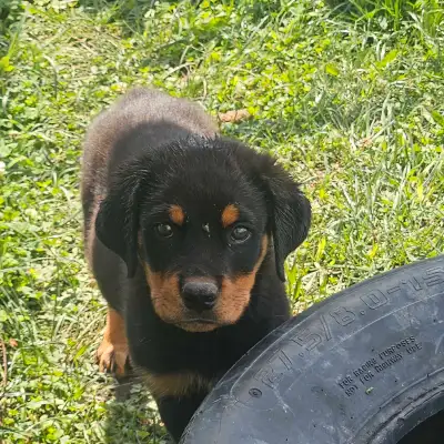 German Rottweiler pups, View more