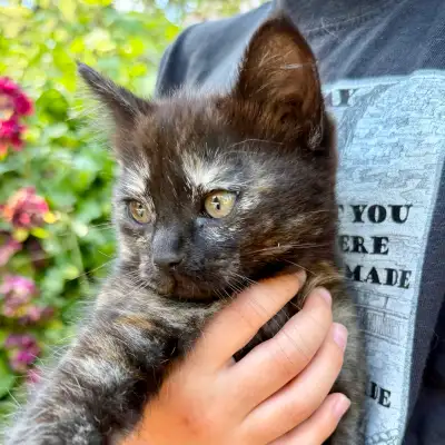 Beautiful Tortoiseshell Kitten, View more