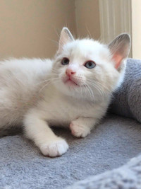 Rogdoll X kitten is looking for a loving home