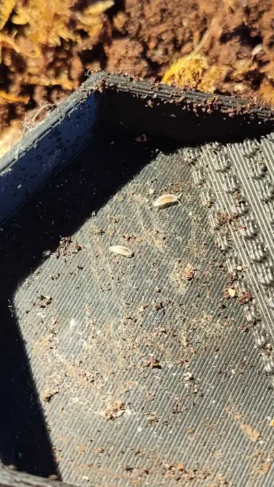 Dwarf White Isopod Culture, View more