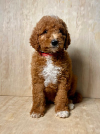 poodle puppies 