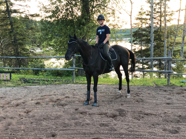 Broodmare/Husband horse in Horses & Ponies for Rehoming in Bedford - Image 2