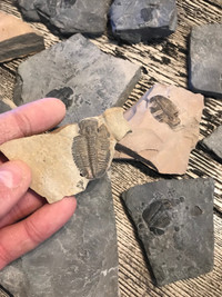 Plaques avec matrices de trilobites fossile dinosaure pierre