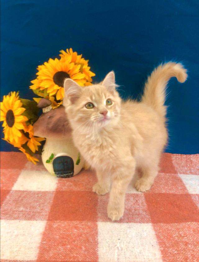 Orange Maine Coon Female in Cats & Kittens for Rehoming in Mississauga / Peel Region - Image 2