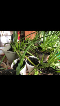Baby Aloe Vera and Spider plants!