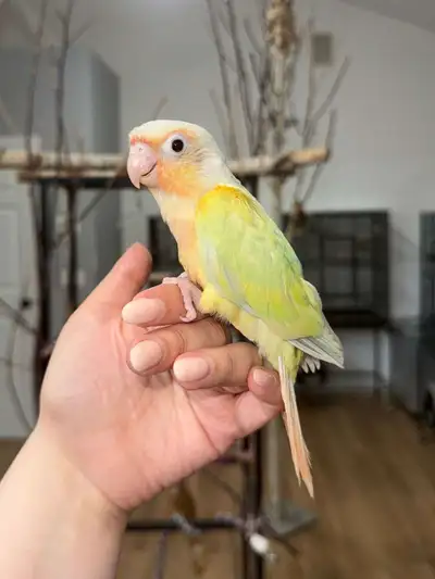 Baby Mooncheek conure handfed ready to go, View more