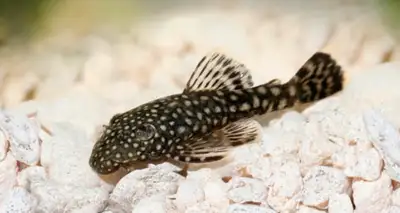 Bristlenose Plecos, View more