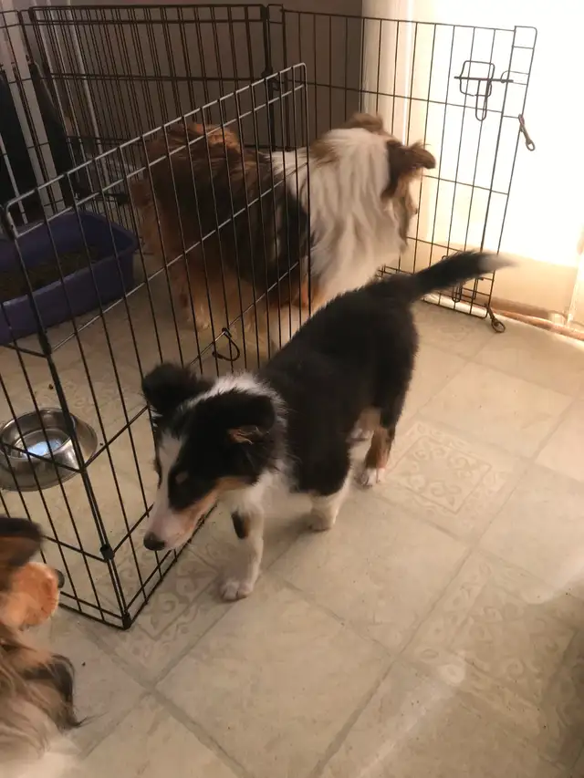 SHELTIE PUPPIES CKC REGISTERED in Dogs & Puppies for Rehoming in St. Albert - Image 7