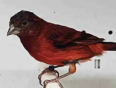 Beautiful Male Singing  Siskin Canary Finch Mule, View more