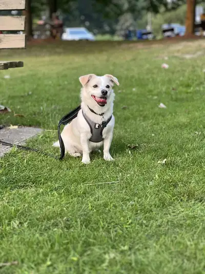 Dog for sale (Rehoming), View more