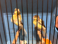Young pair Parisian frill canaries for sale 