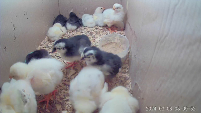 FarmChicks-Pousssins PureQuality dans Animaux de ferme  à Longueuil/Rive Sud