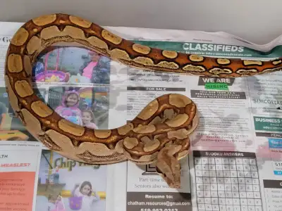2023 Female Keywest 100% Het Sharp Albino, View more