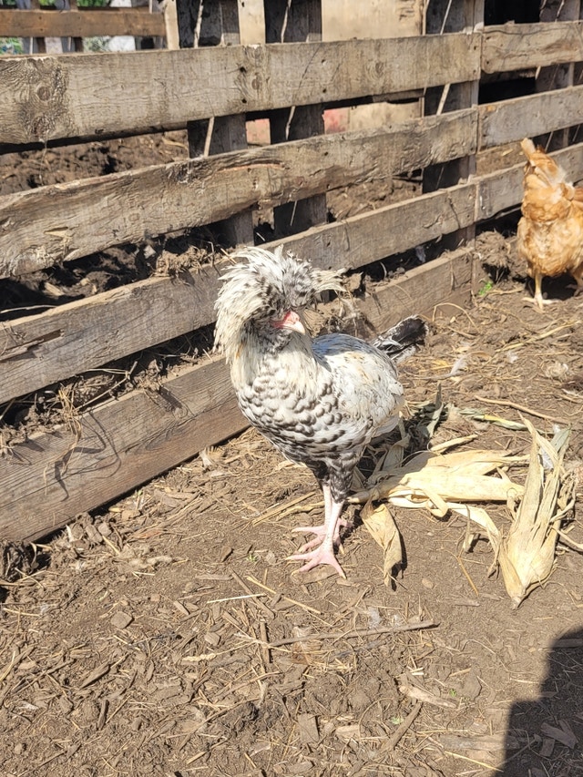Polish Chickens (pair) Livestock Brockville Kijiji