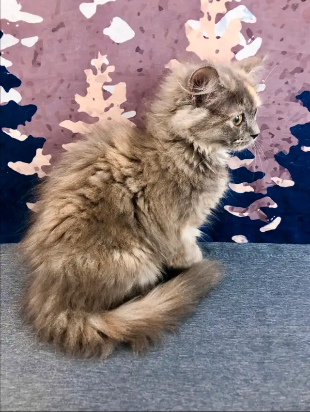 Big Cuddly Maine Coon