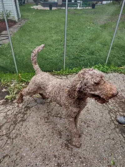 Goldendoodle F1b, View more