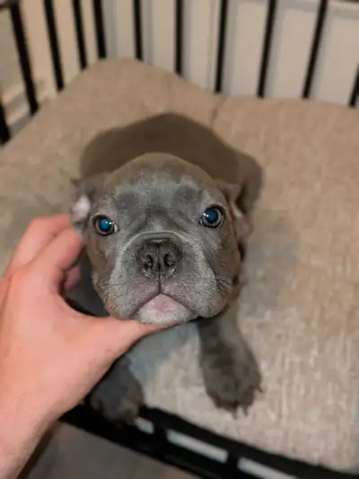 Top quality French Bulldog puppies for sale (blue, Merle's, View more