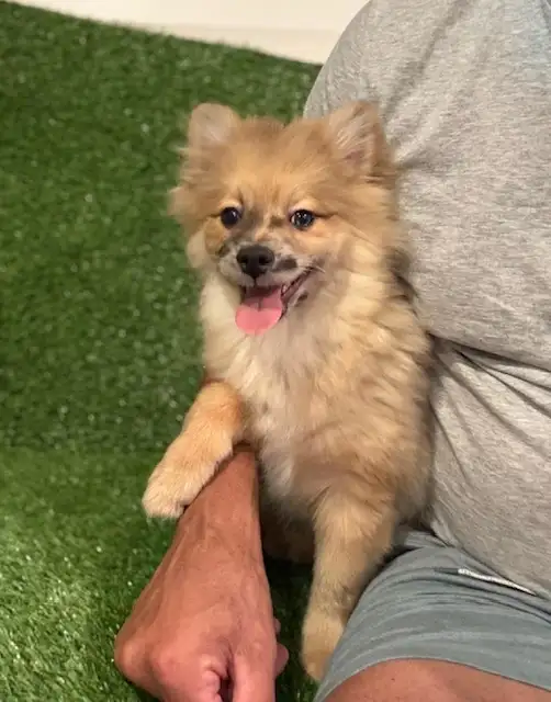 Chiot pomsky  male(438-861-7006) in Dogs & Puppies for Rehoming in City of Montréal - Image 11