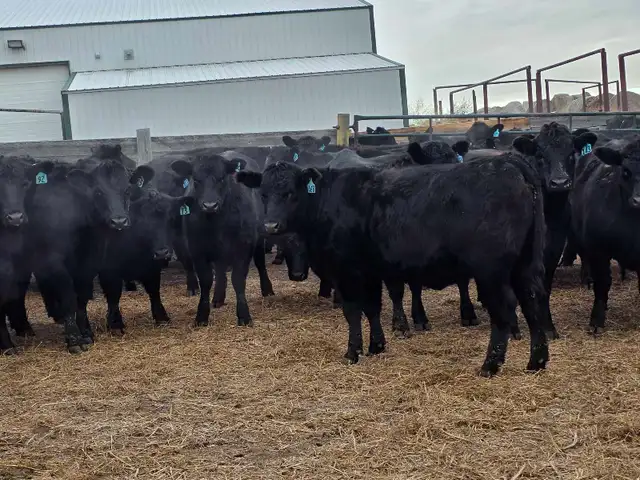 Fancy Black Angus Bred Heifers in Livestock in Saskatoon - Image 6
