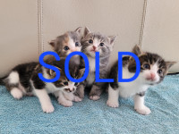 SOLD Kittens for sale