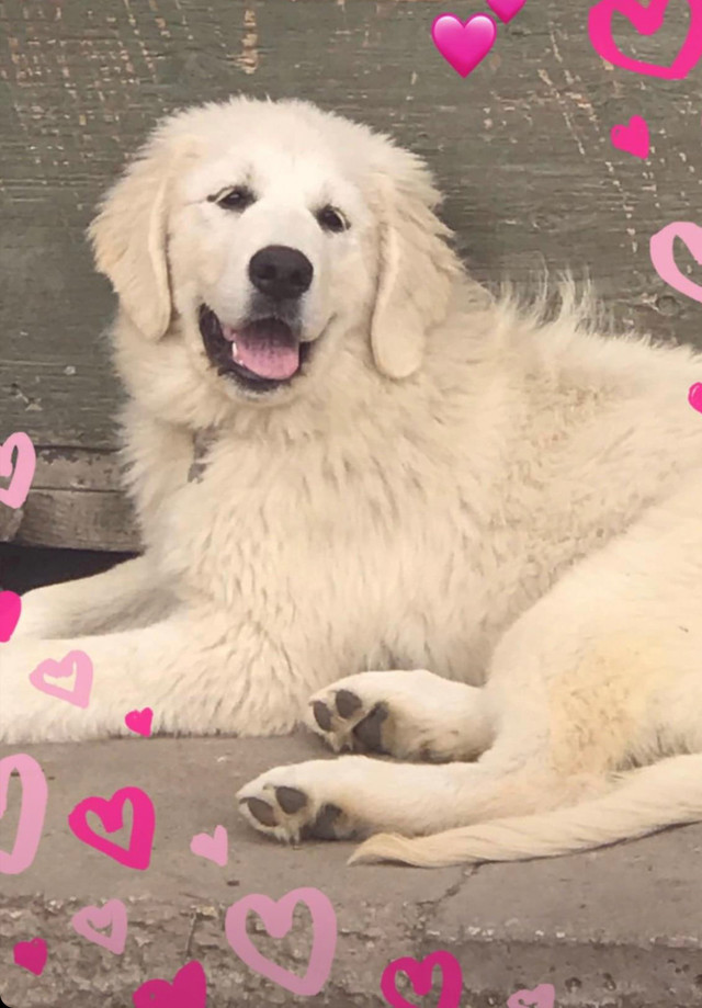 GOLDEN PYRENEES PUPPIES FOR SALE Dogs & Puppies for Rehoming