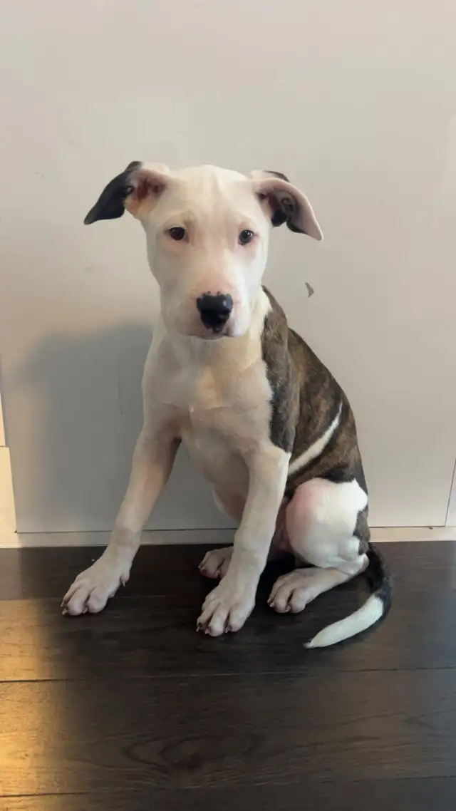 Dogo/ bully female in Dogs & Puppies for Rehoming in Brantford - Image 8