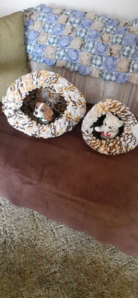 Cat Nests