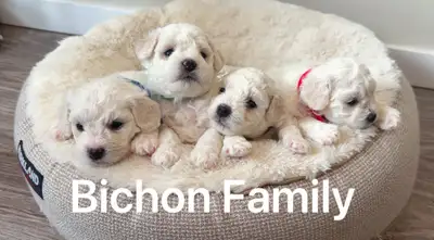 adorable pur bichon frise puppies look for new home, View more