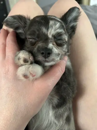 Male Chihuahua Puppies-short and long hair, View more