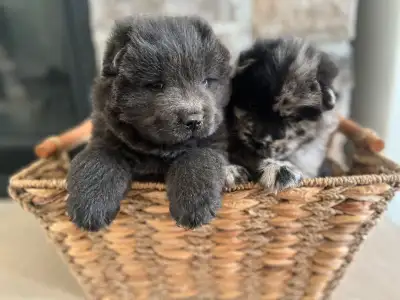 ONE LEFT! ❤️Adorable Chow Chow puppies ready to go!, View more