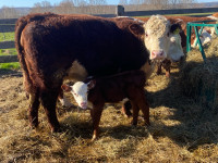 Purebred Registered Hereford Pairs and Bred Heifers