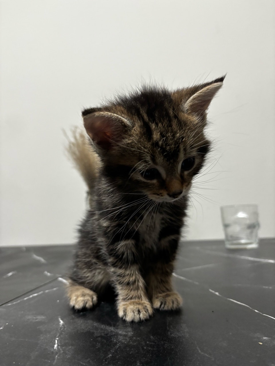 Kitten for sale | Cats & Kittens for Rehoming | City of Toronto | Free ...