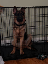 German shepherd for sale