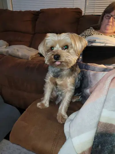 Best Doggie Care, View more